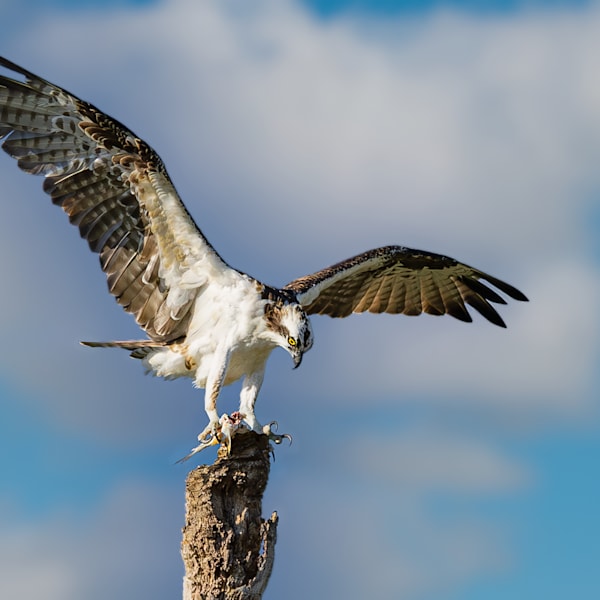 Osprey - Balbuzard Pêcheur