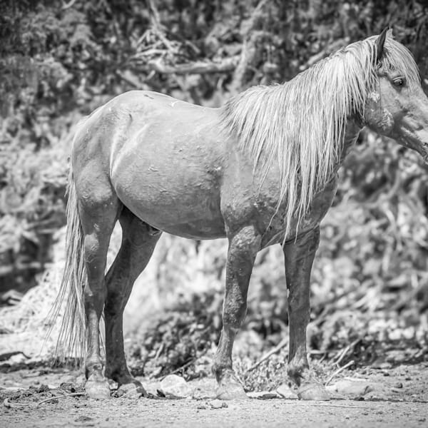 Wild Horses: The Monochrome Series