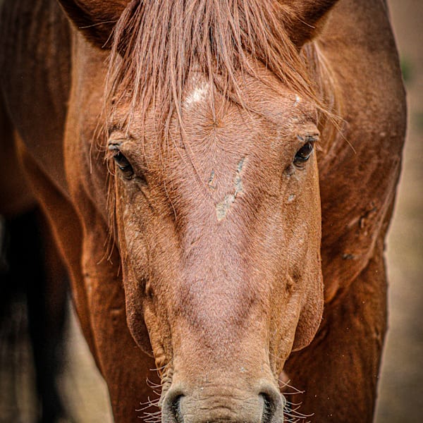 WILD HORSES - BEST SELLERS