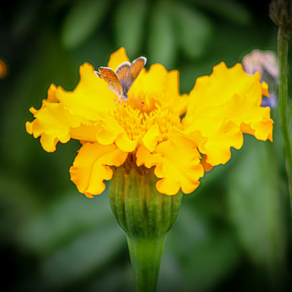 The Language Of Flowers