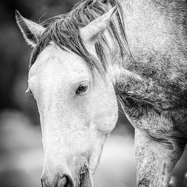 Wild Horses - The Monochrome Series