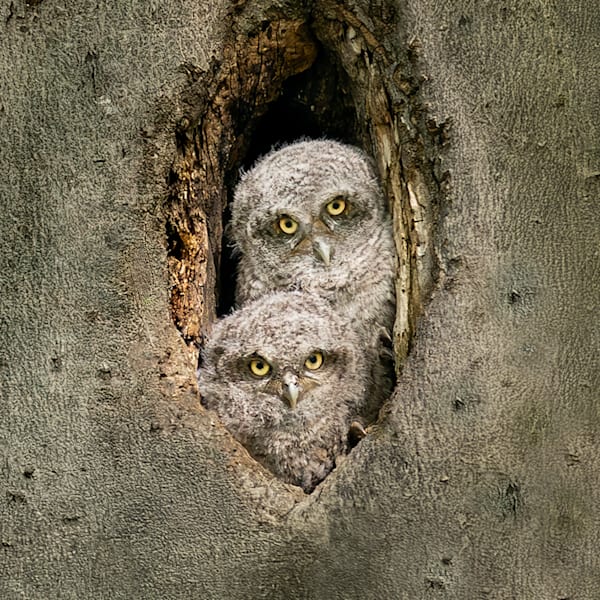 Owls - Hiboux