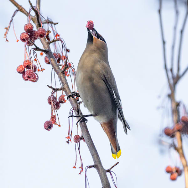 Waxwing
