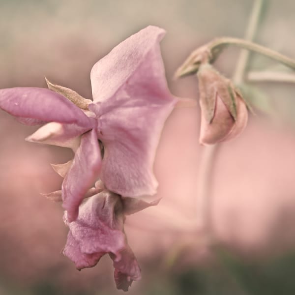 Flowers in the Attic