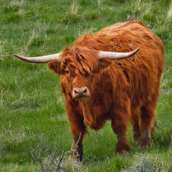 Longhorn Cattle