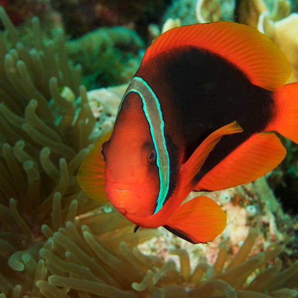 Anemone Fish
