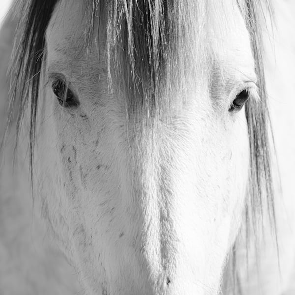 Wild Horses - The Monochrome Series
