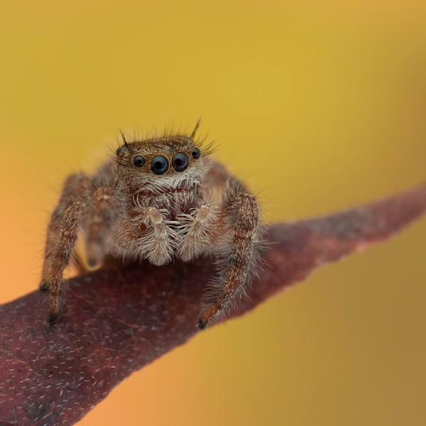 Jumping Spiders