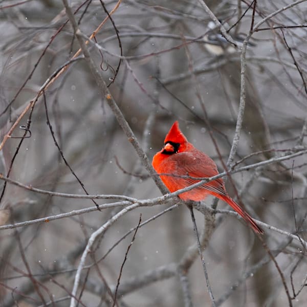 Cardinals