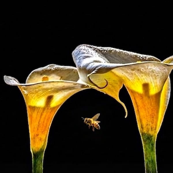 Black and White Photos, Line Drawings, and Sketches