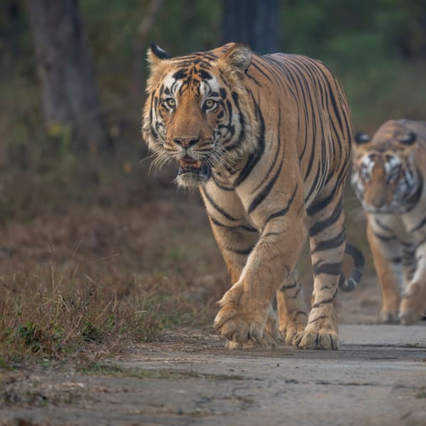 India Wildlife Fine Art Prints