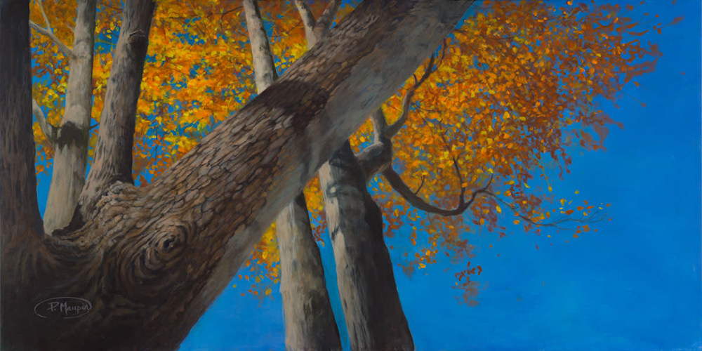 Autumn Blaze Maple lores
