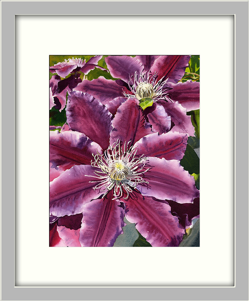 Pink Clematis ASF FRAMED