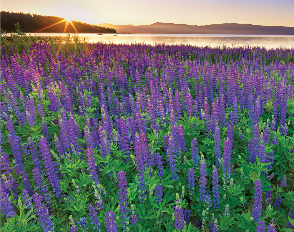 June Sunrise on Tahoe Lupine June Sunrise on Tahoe Lupine