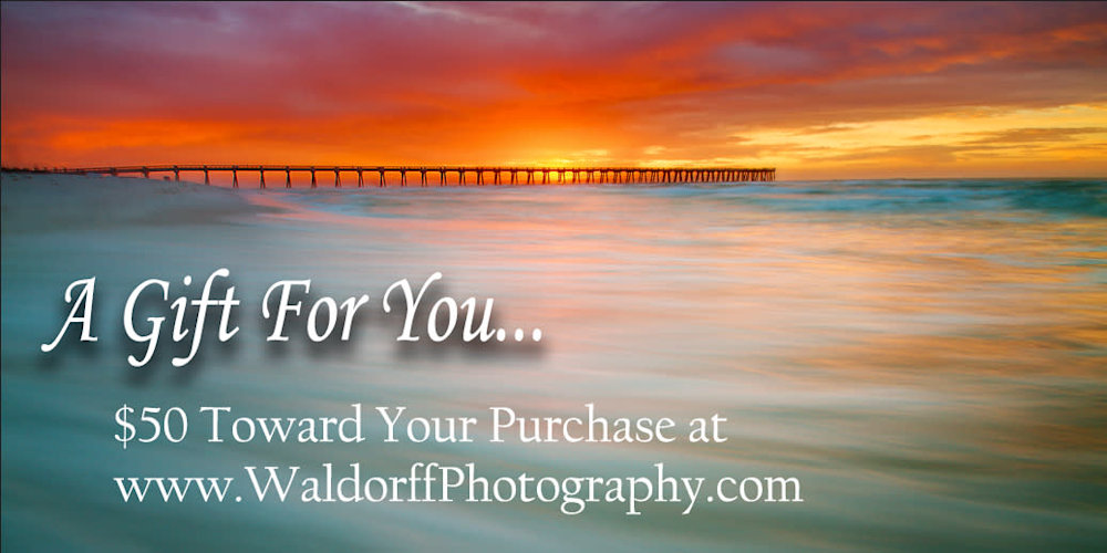 $50 Gift Certificate