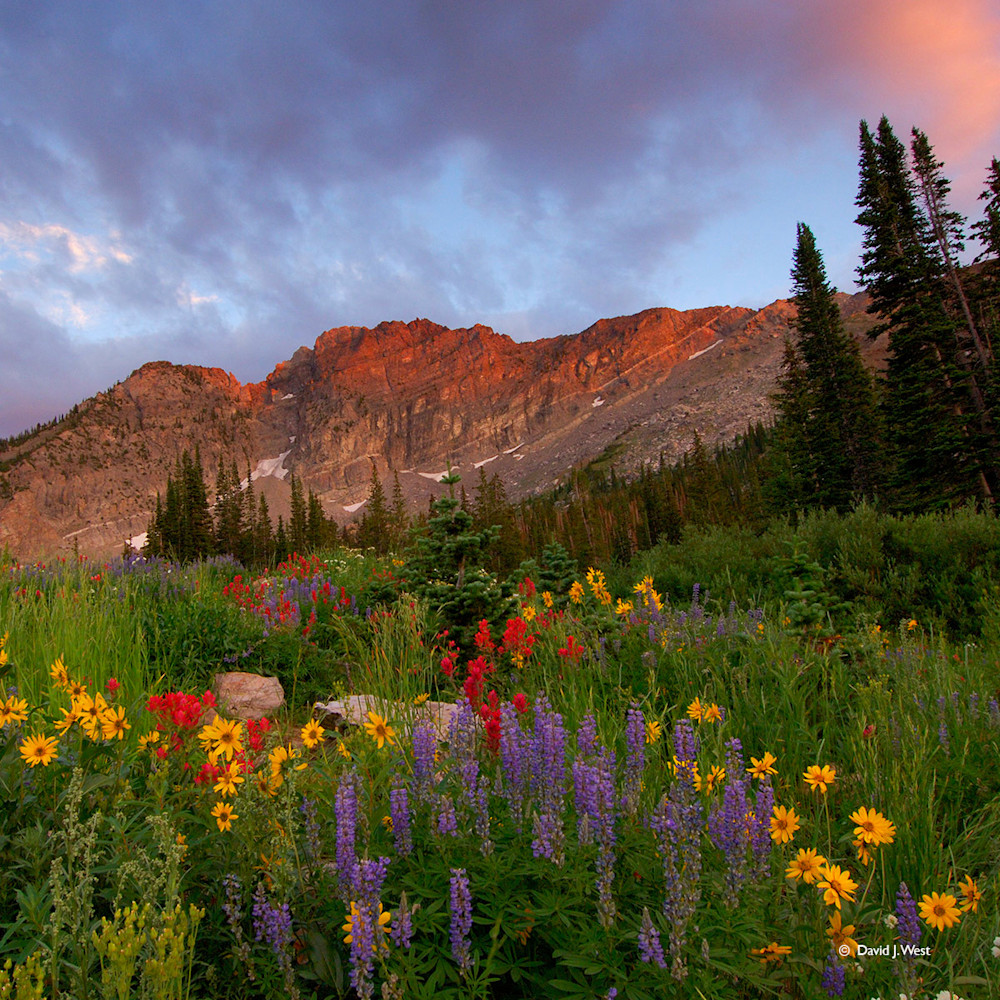 Wildflowers At Devil's Castle Square