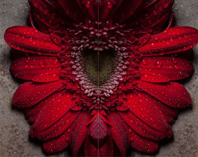 Wall Art Red Flower Photograph on Two Panels.