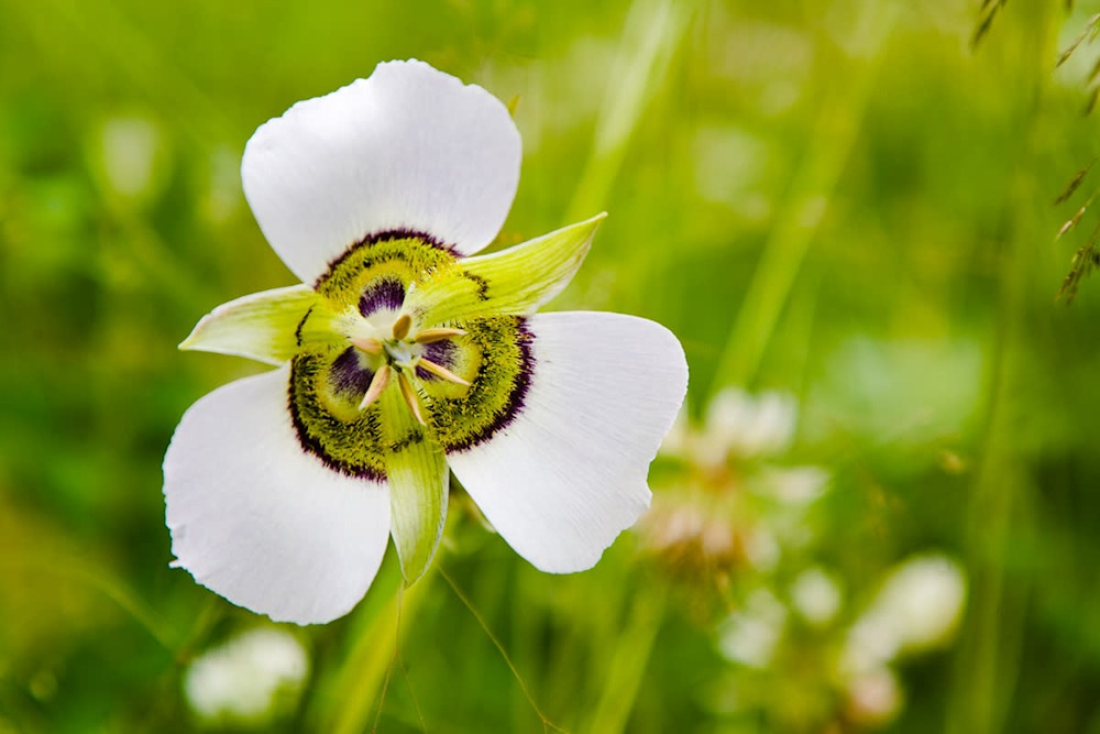 Mountain Lily Photography Art Casey Chinn Photography LLC