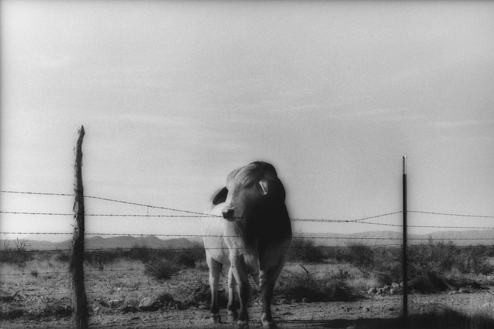 Bull 1 Marfa, Texas