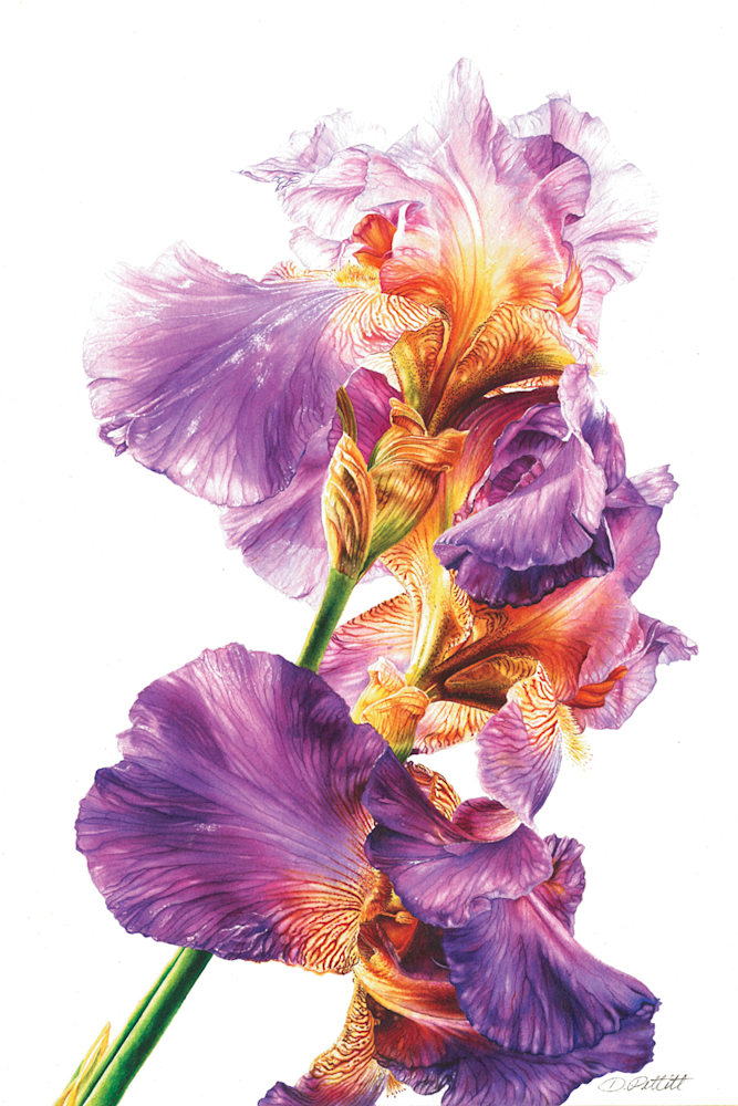 Botanical Iris 1 Original Watercolor Painting 18x24