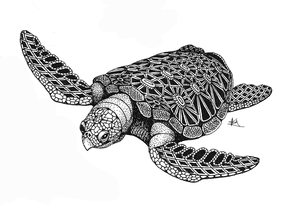 sea turtle top