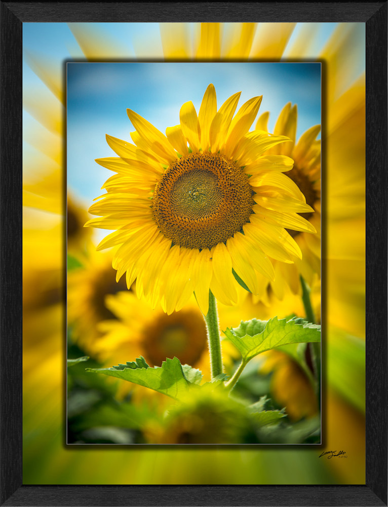 Sunflower 3D Black Grain Narrow 3D Art Print