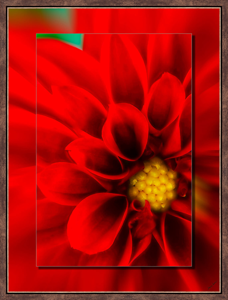 2016 05 30 17 24 52 dahlia redv2 Perimeter Bronze NarrowPerimeter Bronze Narrow