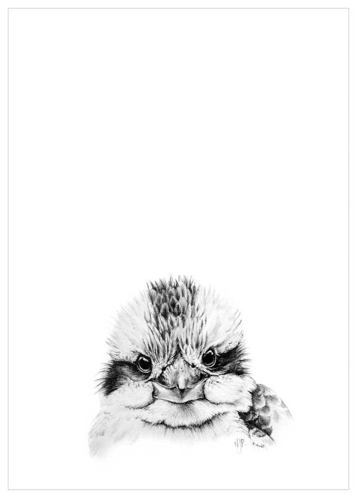 Kookaburra   Pencil Drawing Print Files   A4