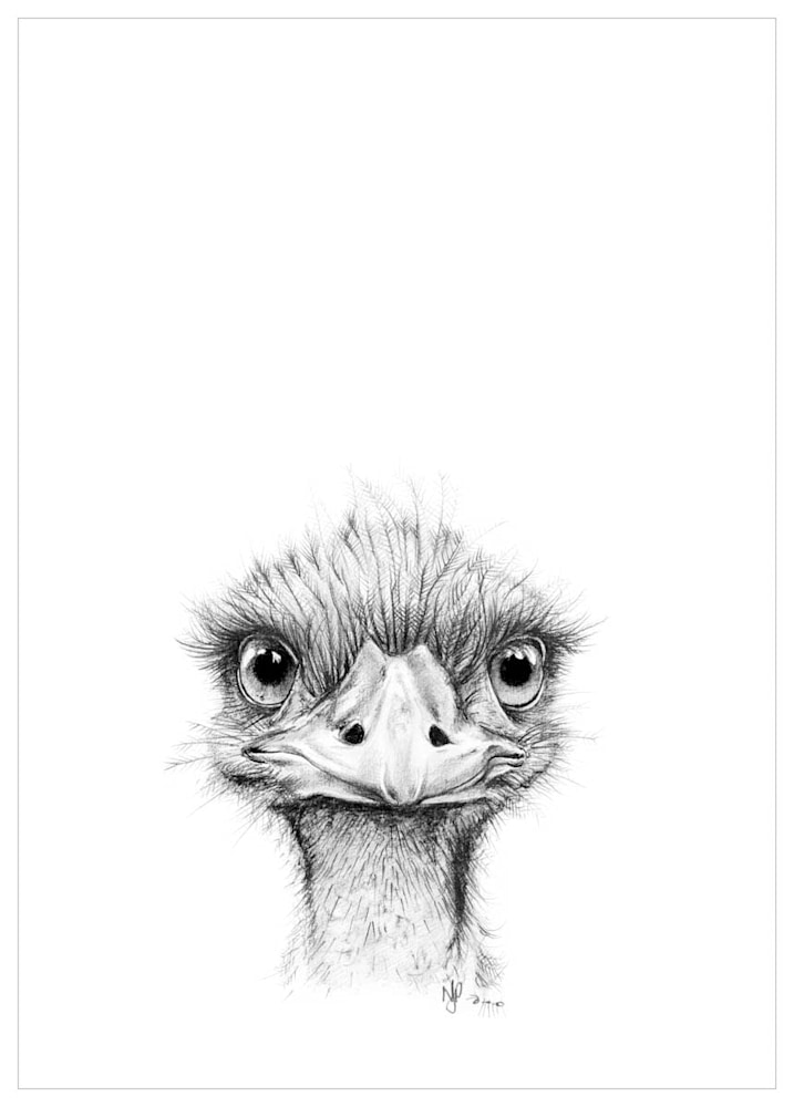 Emu   Pencil Drawing Print Files   A4