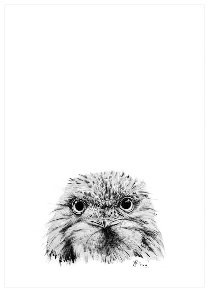 Tawny Frogmouth   Pencil Drawing Print Files   A4