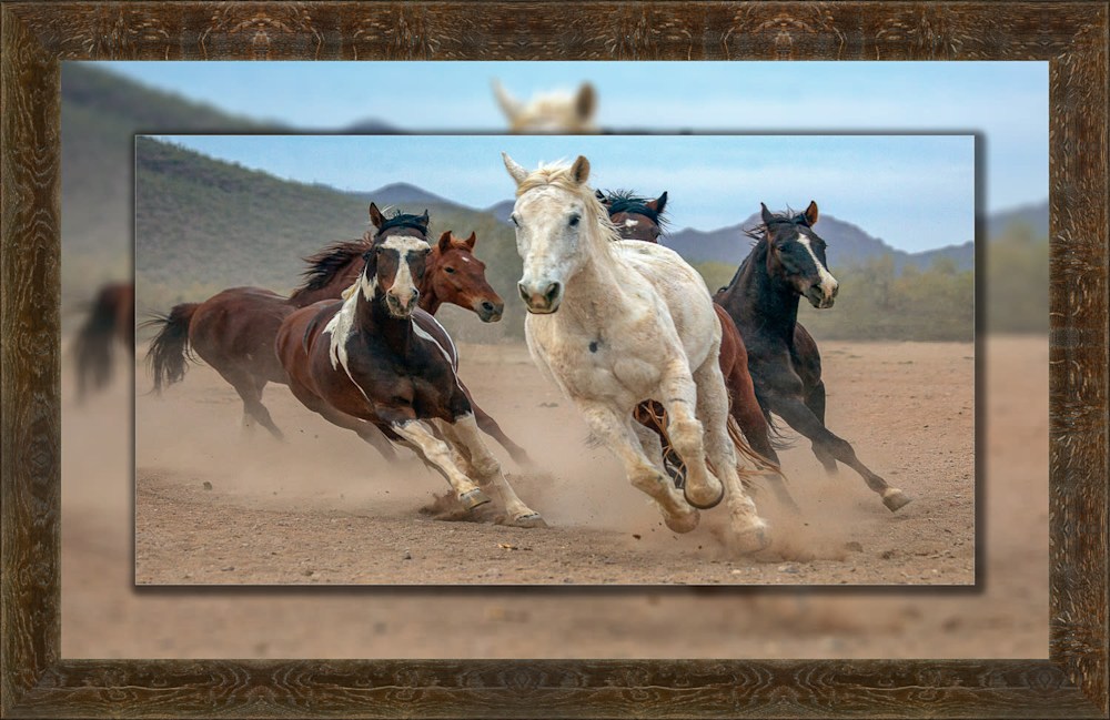 White Horses Running 16x30 to 22x36 Axel Scoop
