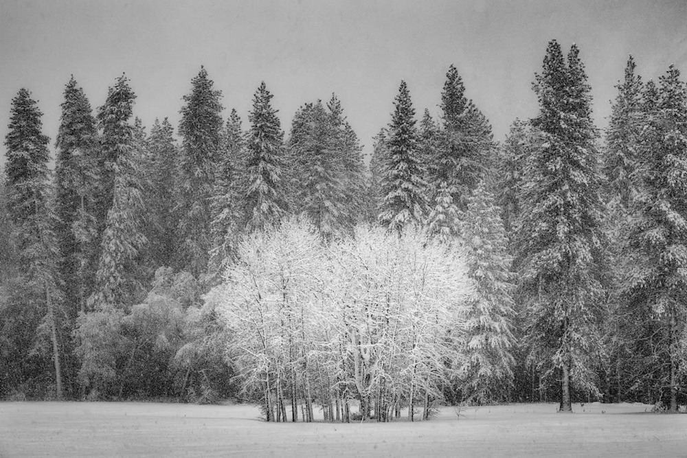 Cottonwoods in Snowstorm