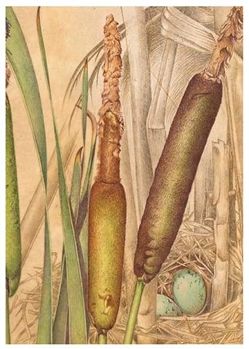 cattail 2 notecard b front
