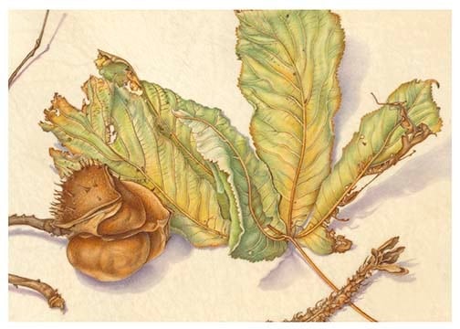 horse chestnut card b front