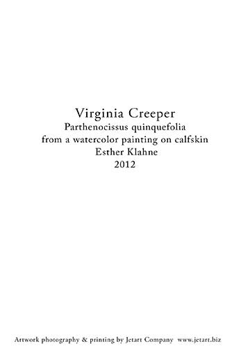 virginia creeper notecard b back