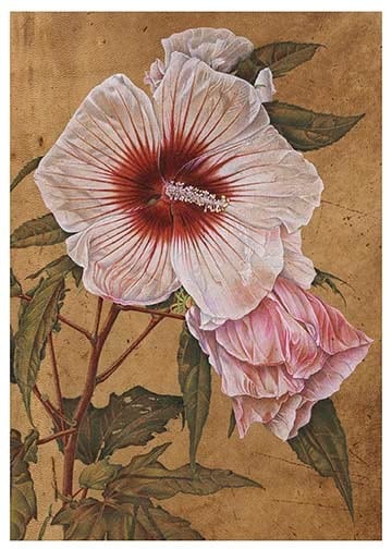 hibiscus crop notecard b front