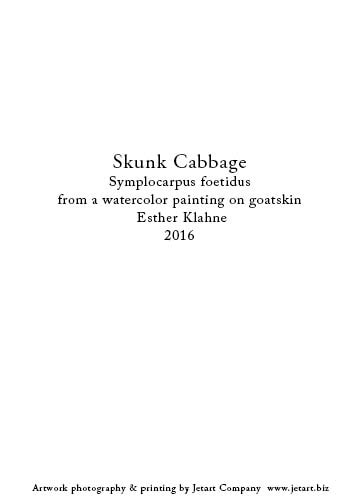 skunk cabbage notecard b back