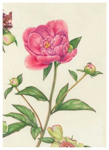 peony card d front