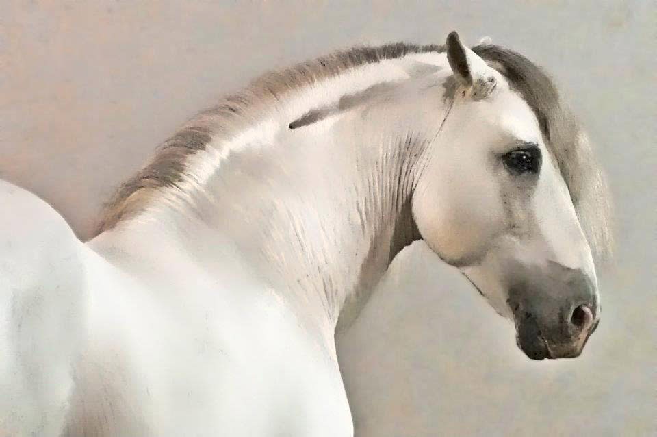horse white
