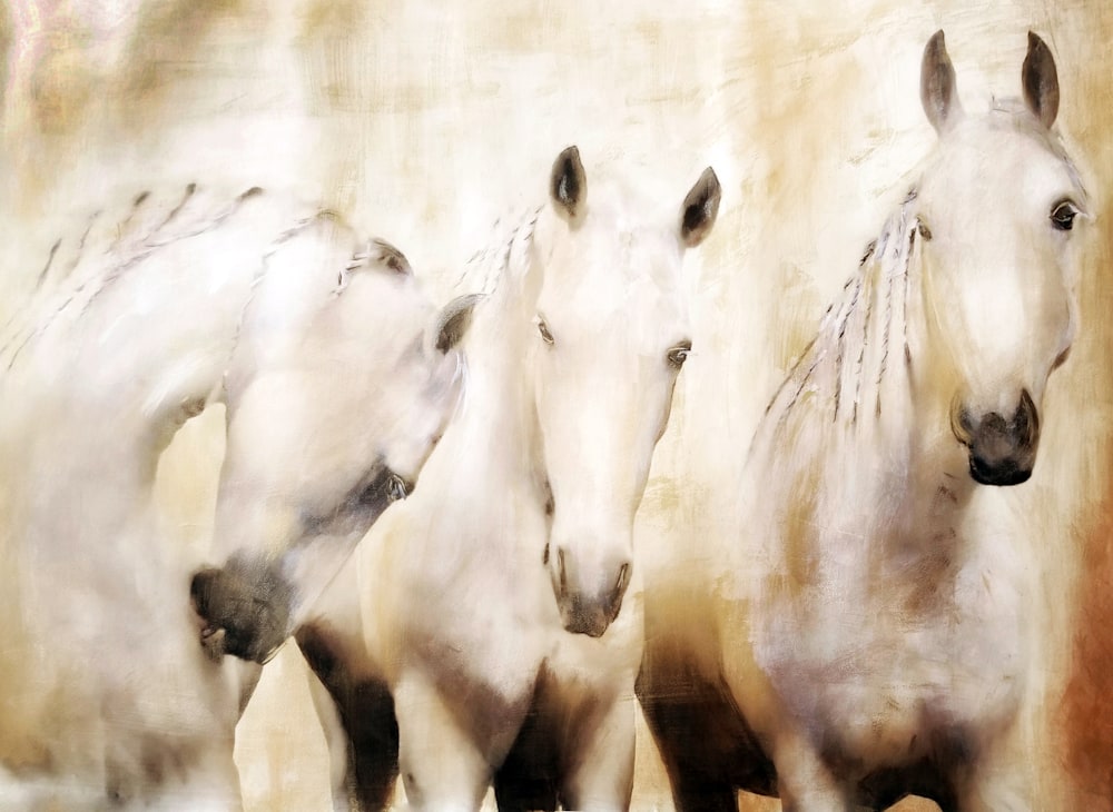 white stallions