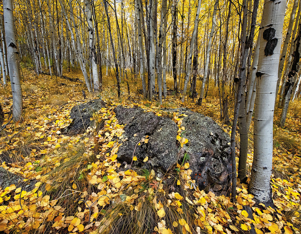 ACP 2020 Calendar Aspen Carpet ACP 2020 Calendar Aspen Carpet