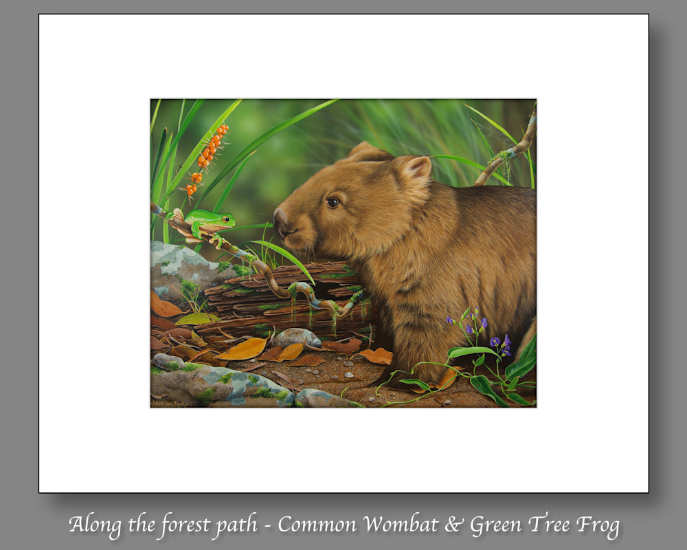 Along the forest path   Common Wombat & Green Tree Frog