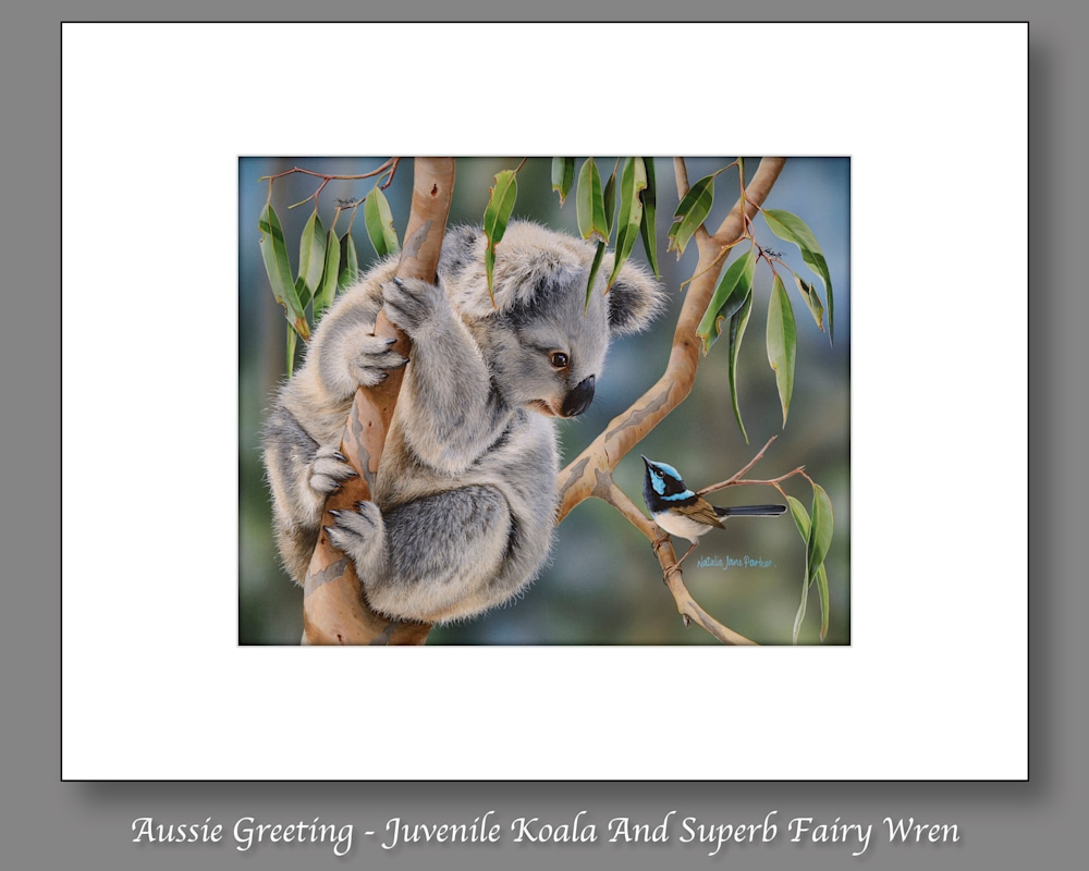 Aussie Greeting   Juvenile Koala And Superb Fairy Wren