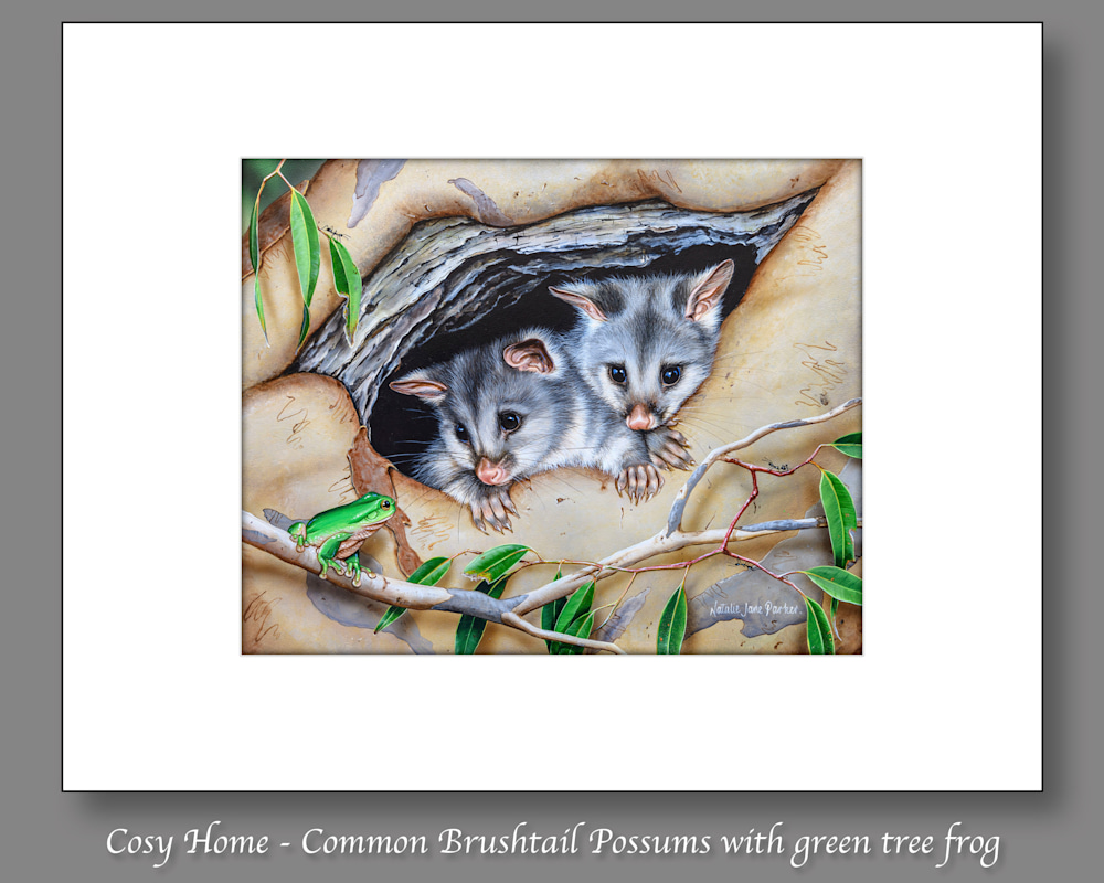 Cosy Home   Common Brushtail Possums with green tree frog