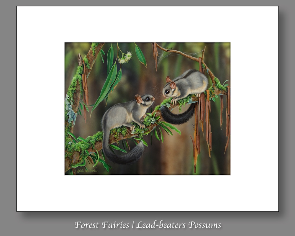 Forest Fairies | Lead beaters Possums