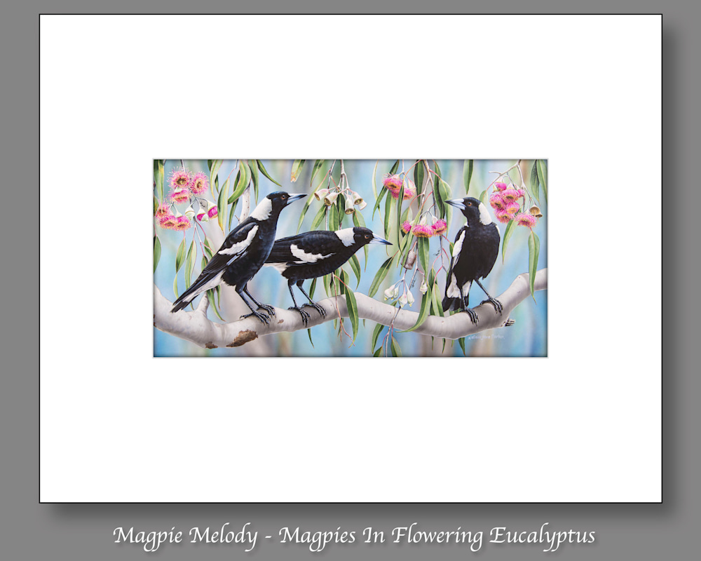 Magpie Melody   Magpies In Flowering Eucalyptus