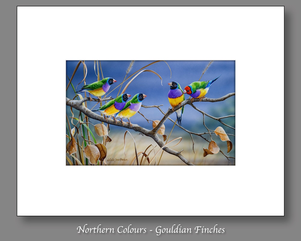 Northern Colours   Gouldian Finches
