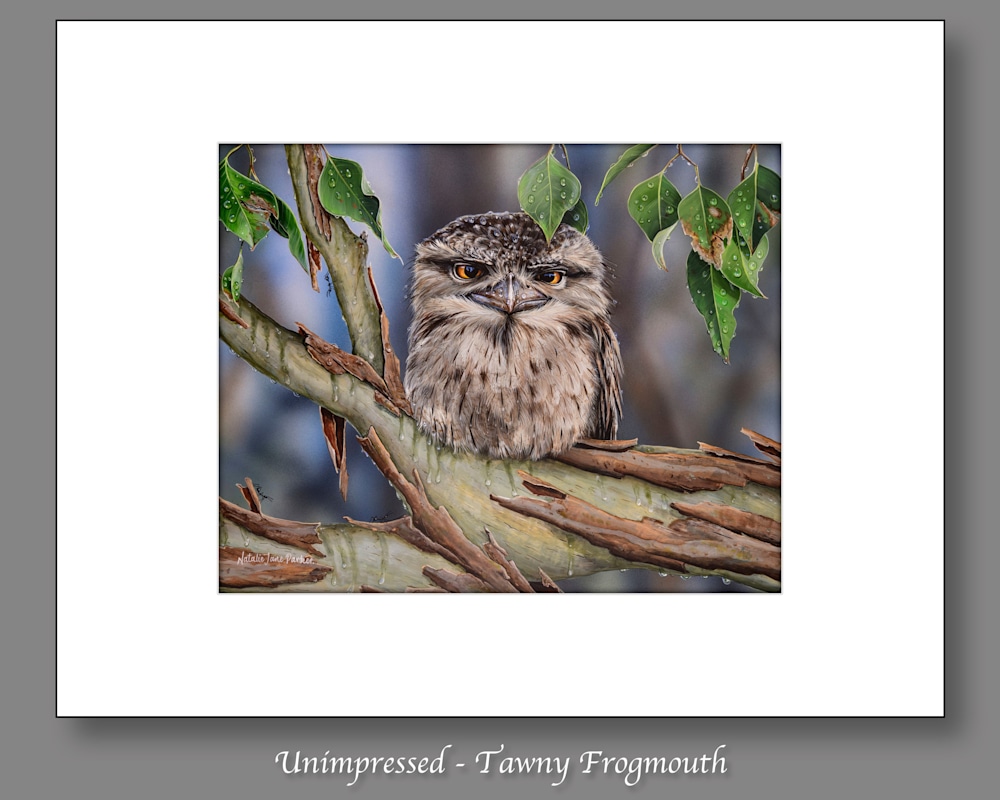 Unimpressed   Tawny Frogmouth