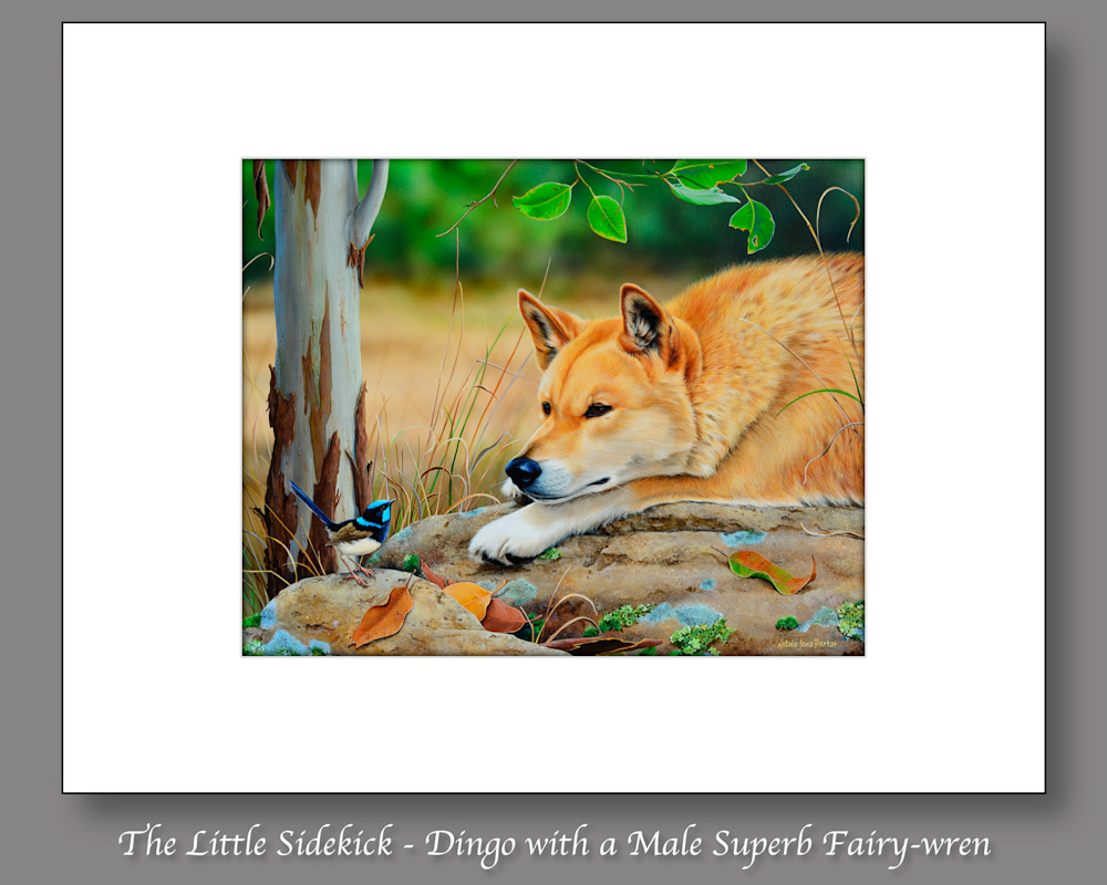 The Little Sidekick   Dingo with a Male Superb Fairy wren