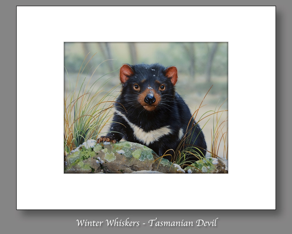 Winter Whiskers   Tasmanian Devil